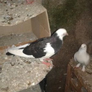 korella quşu satılır