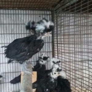 3ay yarim rahibə cuceleri satilir