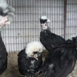 3ay yarim rahibə cuceleri satilir