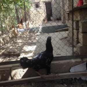 Heyrati 2 yash yarim