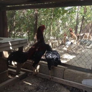 Heyrati 2 yash yarim