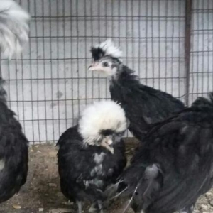 3ay yarim rahibə cuceleri satilir