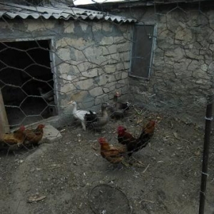 Rus qazindan donme ev qazi..qubilyar cinsinden