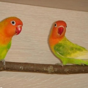 Topdan qiymetler..Qefesler..aksesuarlar