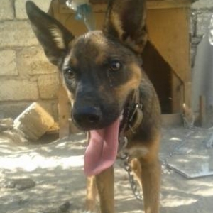 pitbul və afcarkaynan qarışıqdı köçürəm deyə məcburam satım