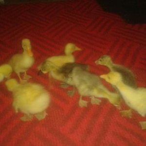 Rus qalarinin balası