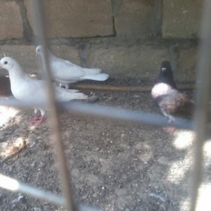 goyerciner yerde oynaq