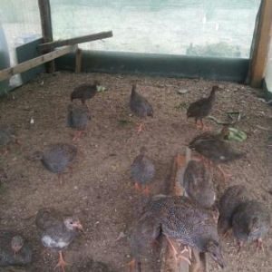 frənq,sisar becələri