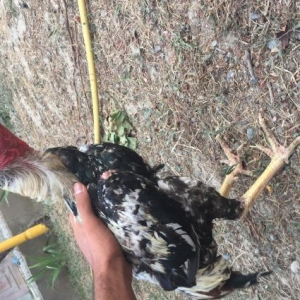 Sap saglam heyvan di doyusune soz ola bilmez