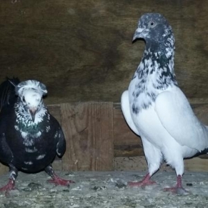 satıram birini qara olanı