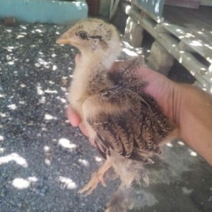 1ayliq brama cuceleri