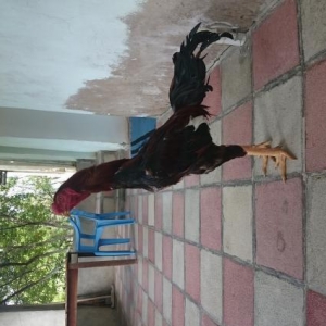 Temiz cins daşpipik heyratı xoruz satıram