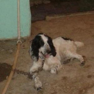 продается охотничья собака спаниель