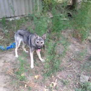 özümün itimdi telim görmemiş alman afcarkasıdı 1 yaş 5 aylıq