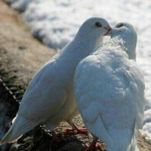 salam men nece illerdi qusbazliq edirem sadece co 