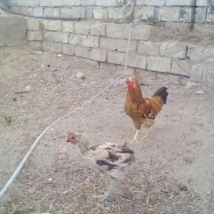 xoruzlar ve lal őrdek satlllr