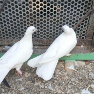 eni quyruq 17 18 tük aglar bir çüt satilir.