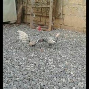 1cut sibrayt satilir