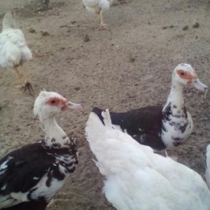 xoruzlar ve lal őrdek satlllr