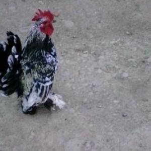 Yaponka cuceleri satilir