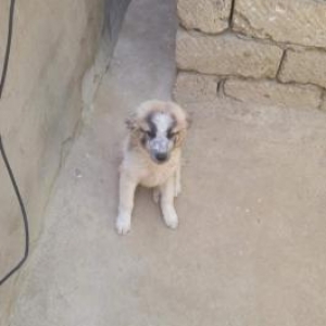 Temiz cobaniti pudiliyle ya da bawqa Tukleri olan itle deyiwilir.