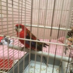 2 yaşı var hazır erkəkdi