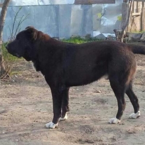 Dagistan  coban iti kucukleri