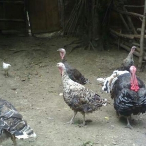 salam oz heyetimde baxiram sadece cox oldugundan satiram