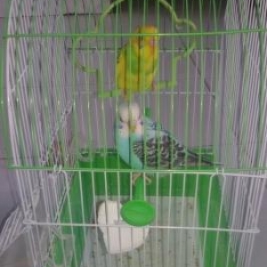 erkey disi papuqay qefes ustunde