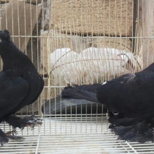 kekili lelekli başi ciler satilir bir cüt.