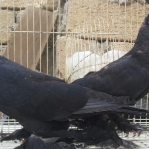 kekili lelekli başi ciler satilir bir cüt.