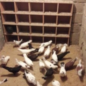 öz göyərcinlərimdi