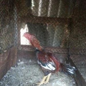 12 ädäd saglam heyratilar