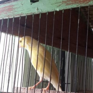 Kanareyka bulbul satiram ag ve limon rengde cutler