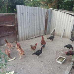 12 ädäd heyratim var