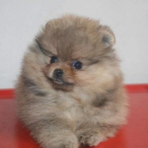 Мелкие породы,чихуахуа,шпиц,той,мопс....