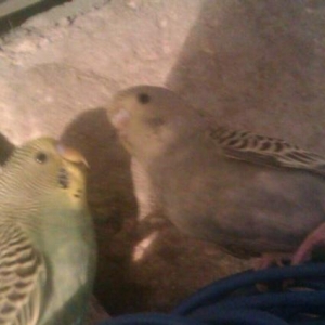 3 eded bala papuqay satilir