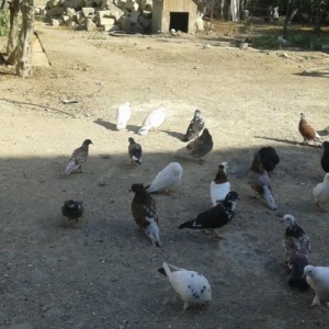 goyercinler ucuz  qiymete 33dene