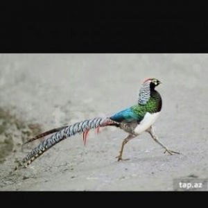 almazi cutdu limon regde feresi 2xoruz bir fere