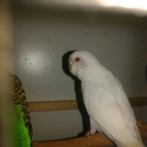 papuqayi deyiwirem disi cexle