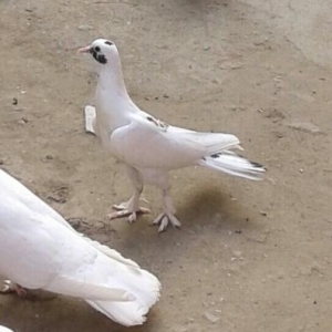 gacirdmisam.axdaram.bilen.varsa.desin.