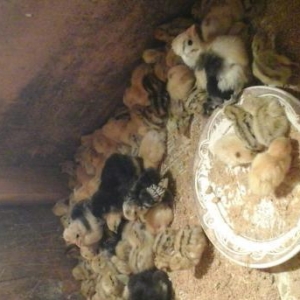 Dekorativ toyugların cücələri