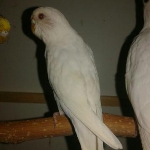 papuqayi deyiwirem disi cexle