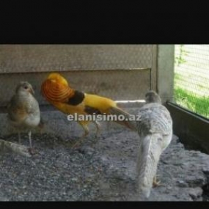 almazi cutdu limon regde feresi 2xoruz bir fere