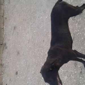 Təmiz ov tulası altı aylıqdı evdede saxlamaq olar