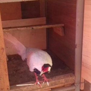 Tecili tpyuq satilir