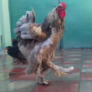 Tecili tpyuq satilir