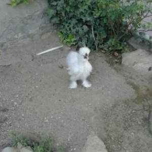 pon pon  xoruzu satilir