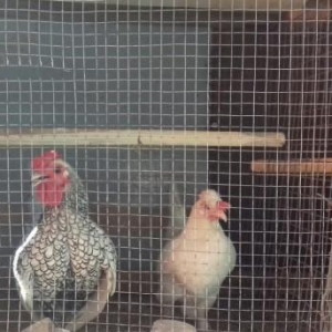 Tecili tpyuq satilir