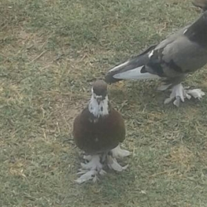 göyərçin satıram